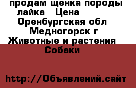 продам щенка породы лайка › Цена ­ 5 000 - Оренбургская обл., Медногорск г. Животные и растения » Собаки   